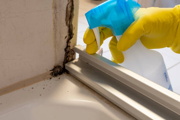 Best Local Mold Removal Service  in Forty Fort, PA