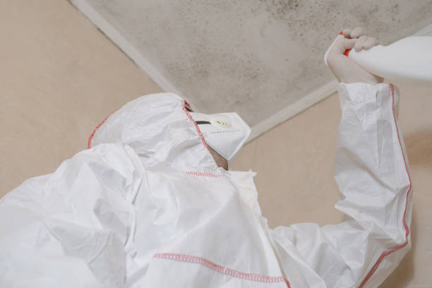 Best Home Mold Removal  in Forty Fort, PA