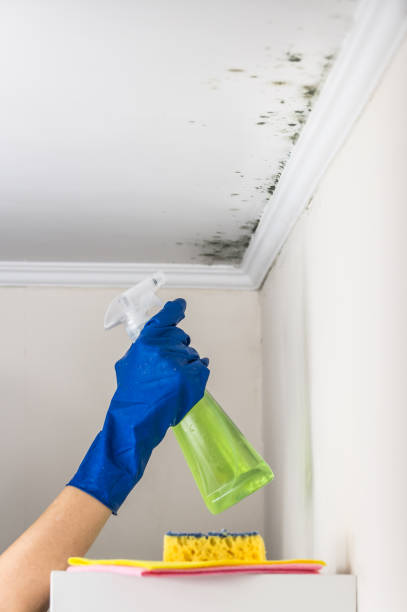 Best Emergency Mold Removal  in Forty Fort, PA